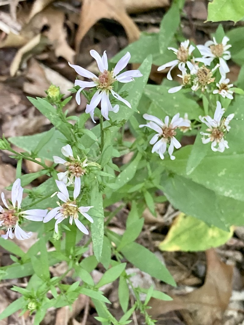 Symphyotrichum drummondii var. texanum