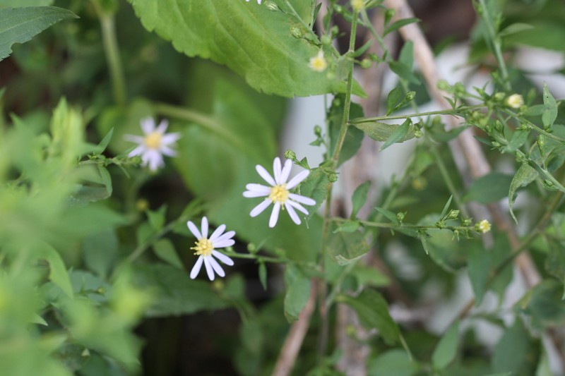 Symphyotrichum drummondii var. texanum photo 2