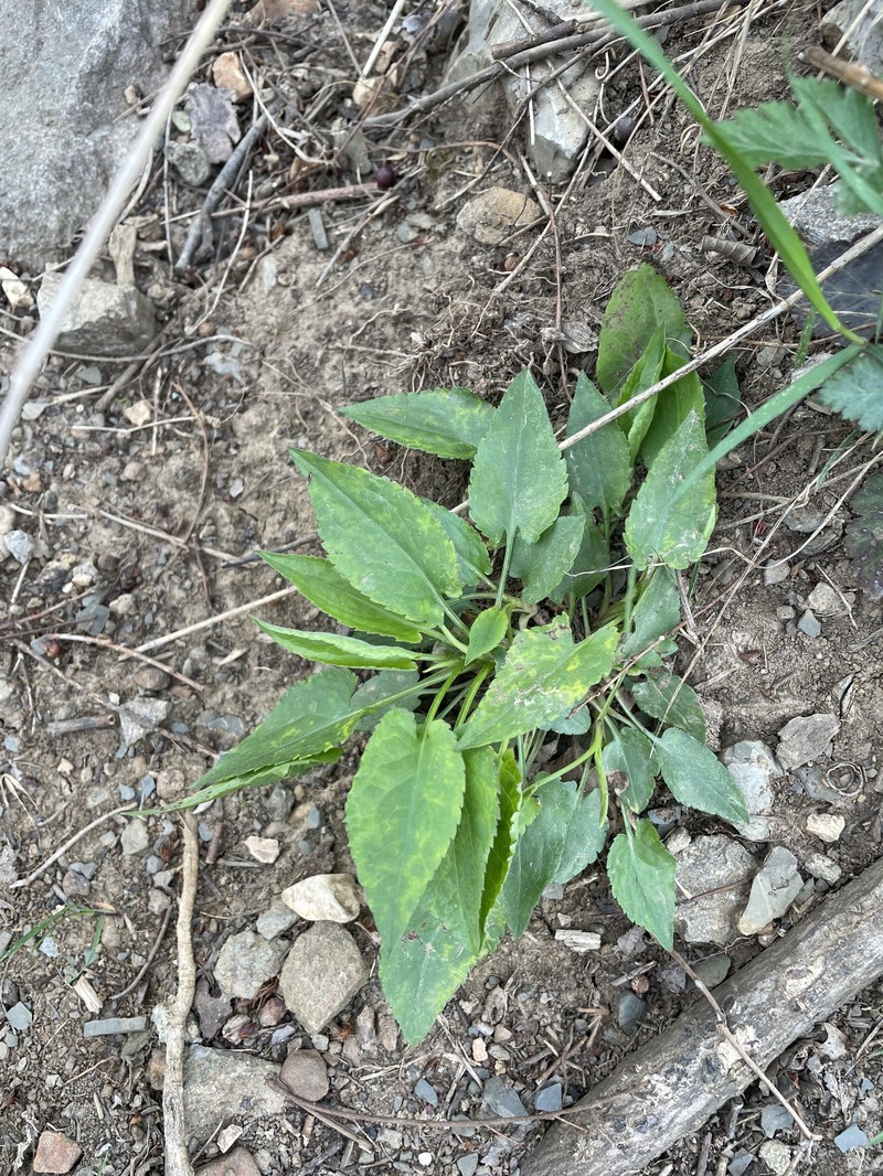 Symphyotrichum drummondii var. texanum photo 5