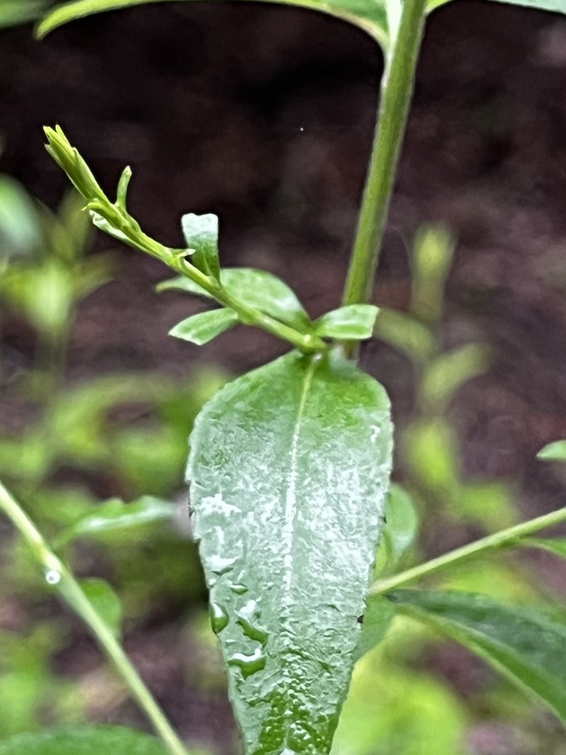 Symphyotrichum drummondii var. texanum photo 7