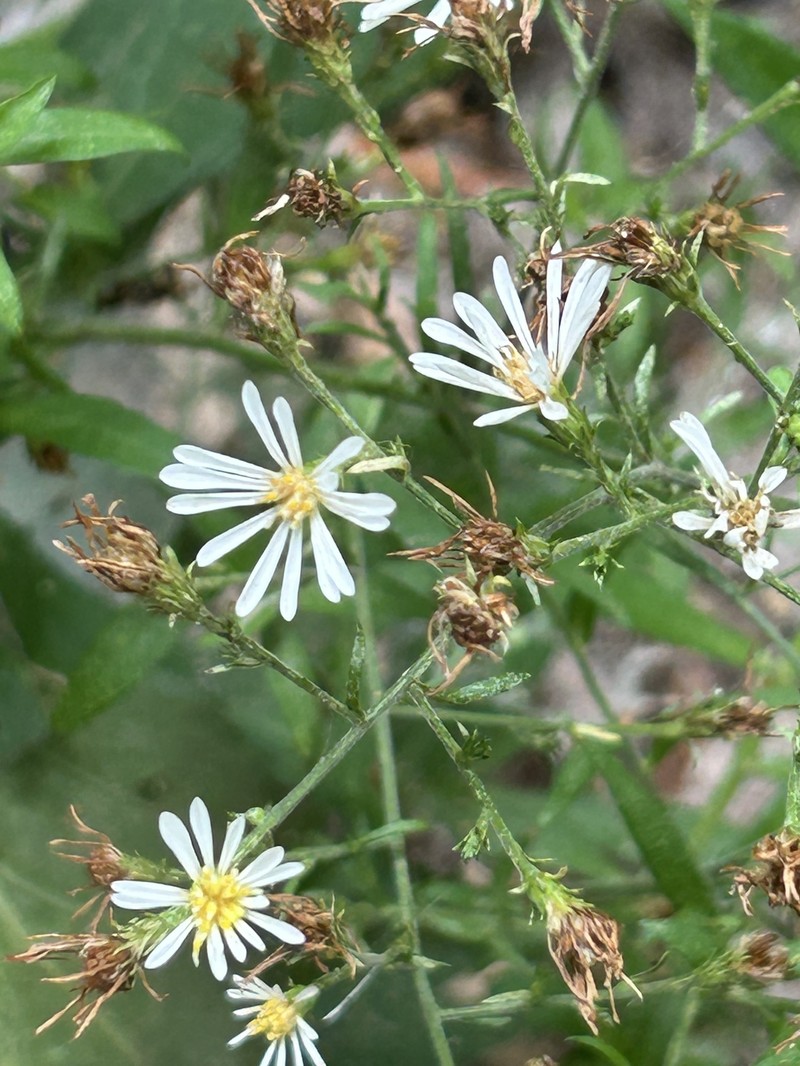 Symphyotrichum drummondii var. texanum photo 8