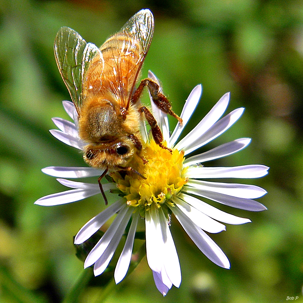Rice Button Aster photo 2