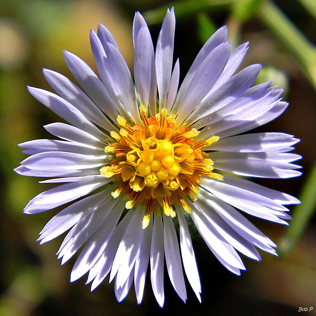 Rice Button Aster photo 4