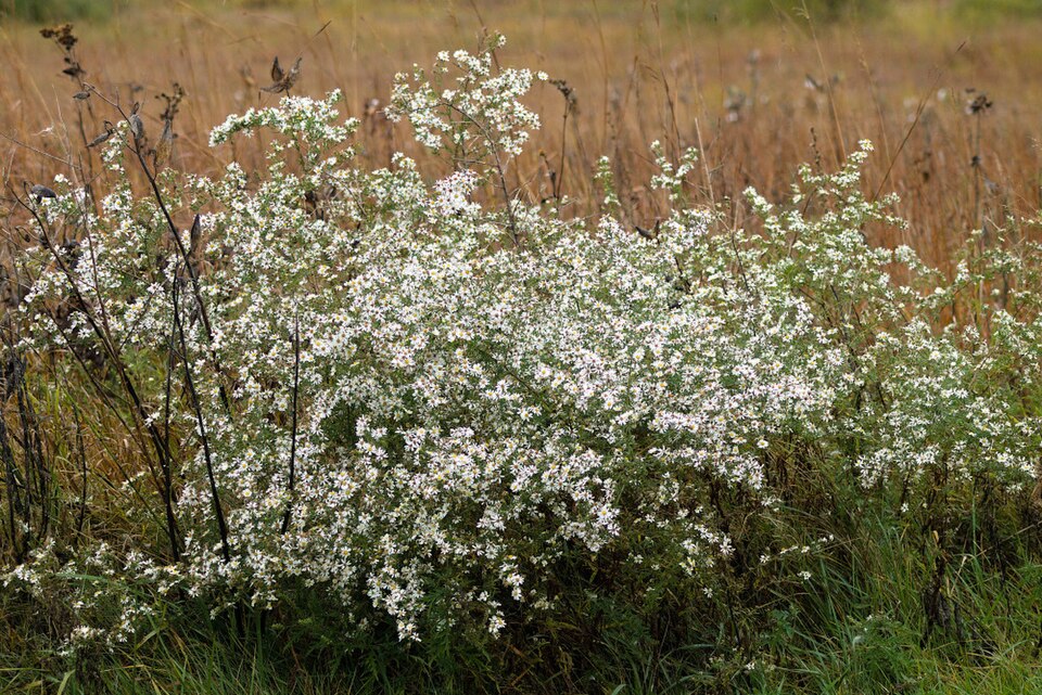 Rice Button Aster photo 5