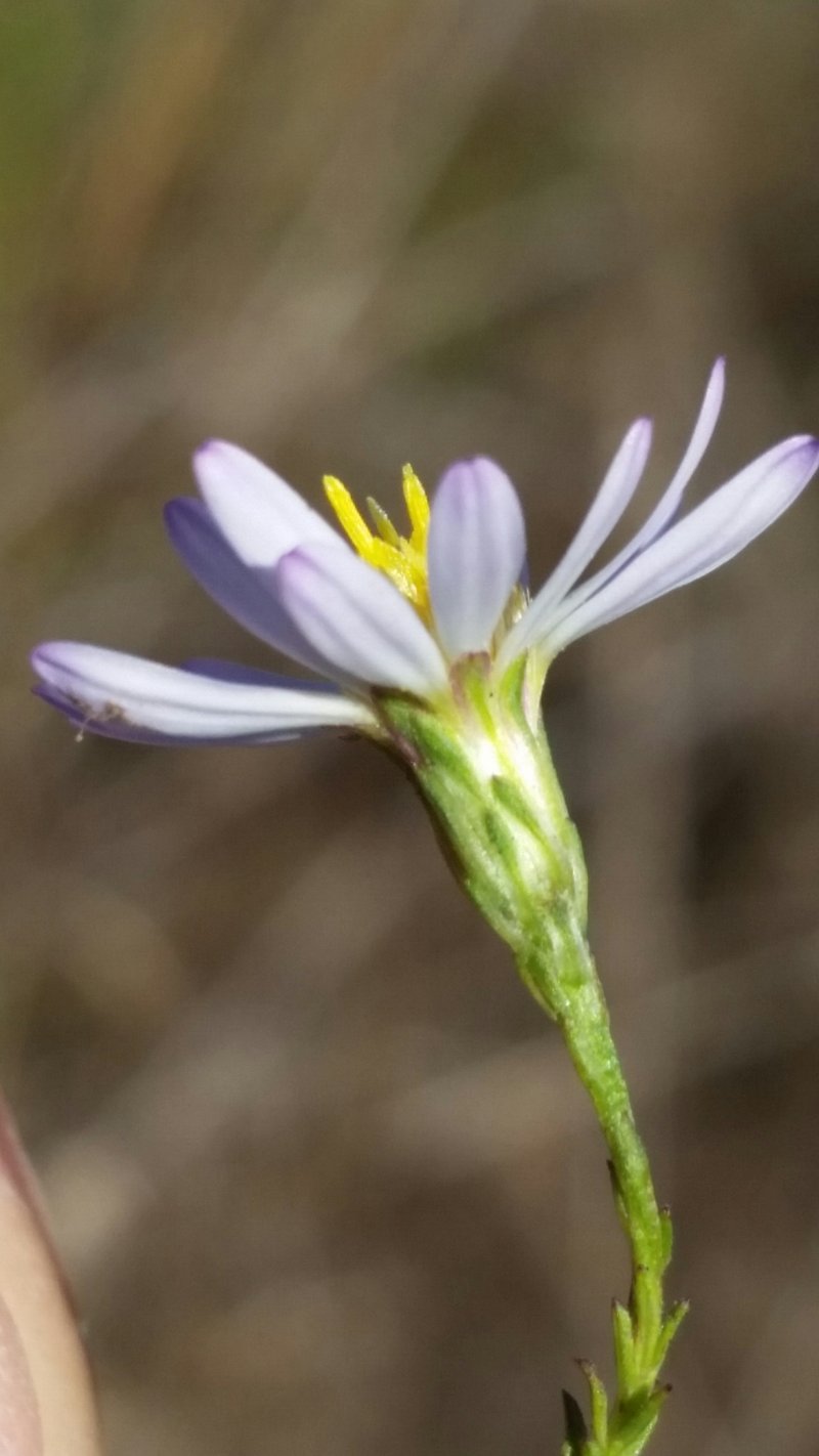 Rice Button Aster photo 6