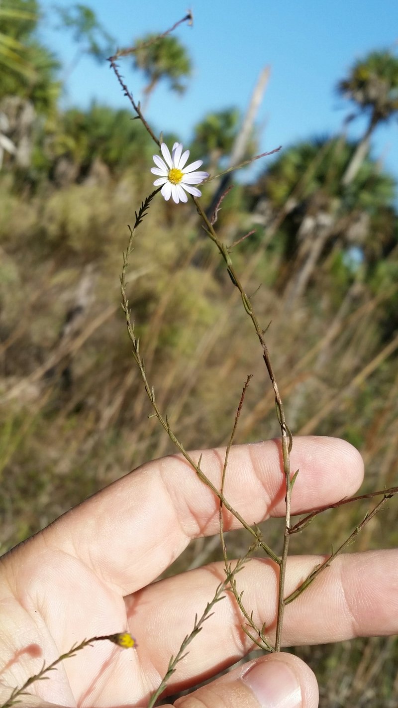 Rice Button Aster photo 7