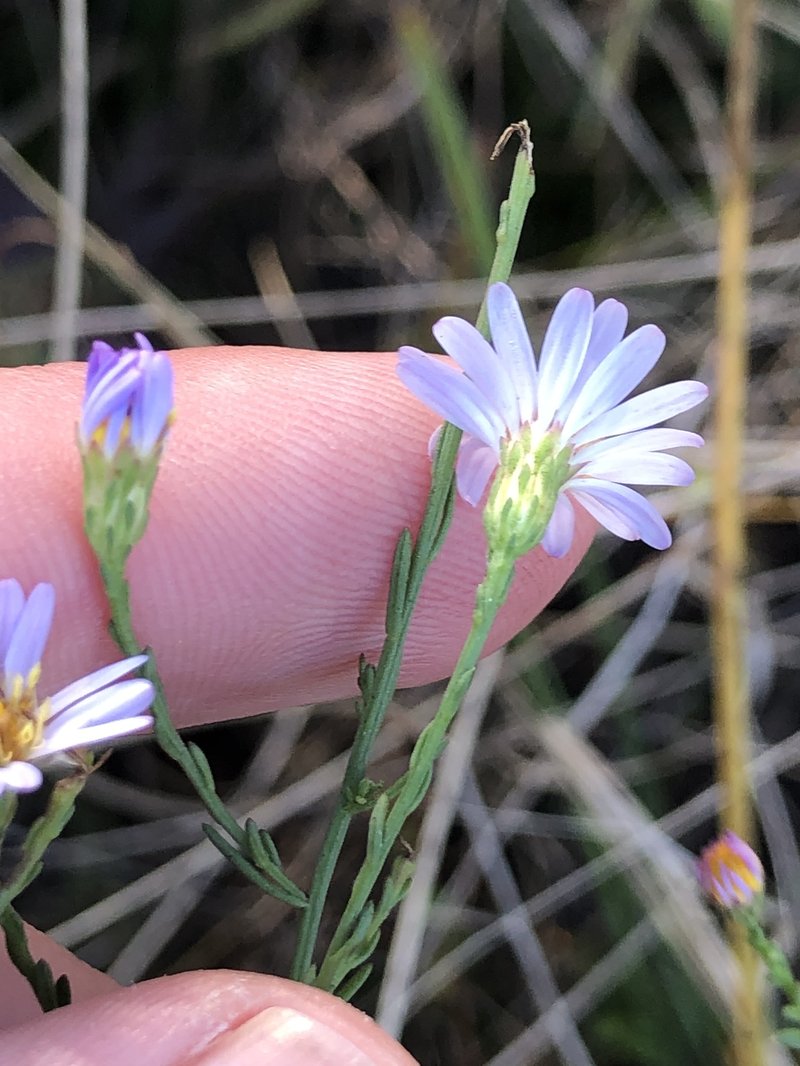 Rice Button Aster photo 8