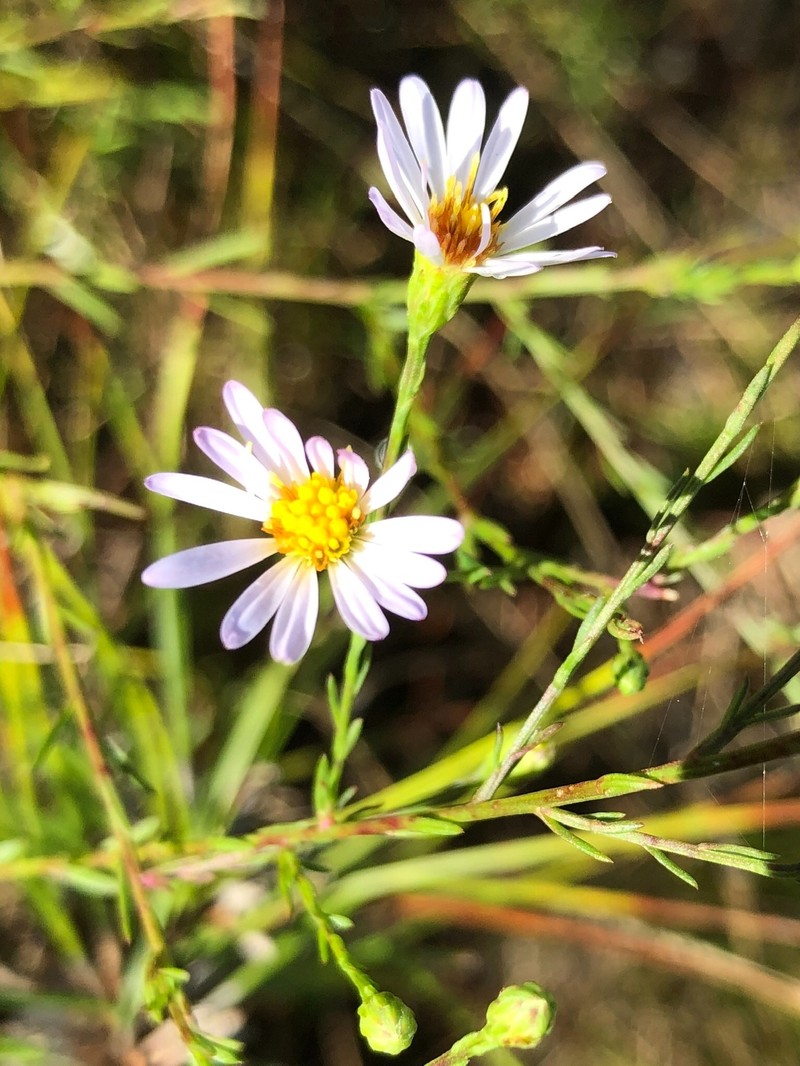 Rice Button Aster