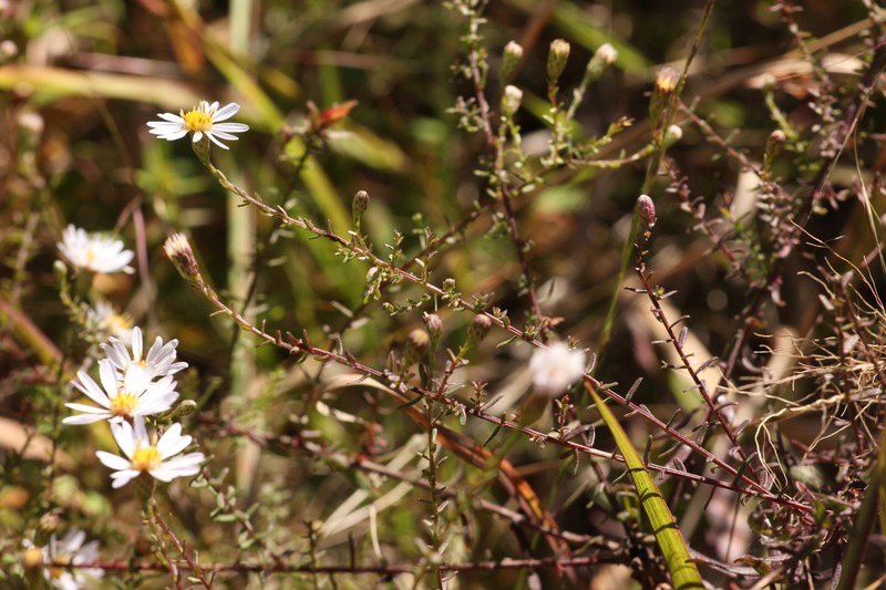 Symphyotrichum dumosum var. dumosum