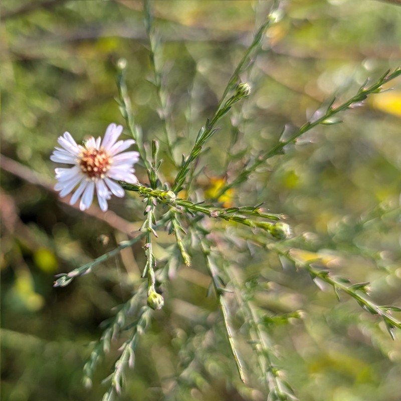 Symphyotrichum dumosum var. dumosum photo 2