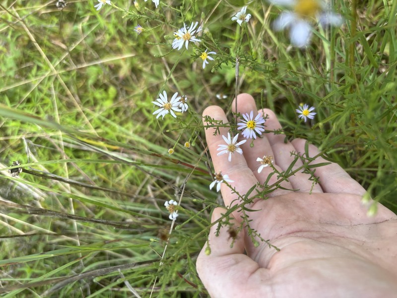 Symphyotrichum dumosum var. dumosum photo 3