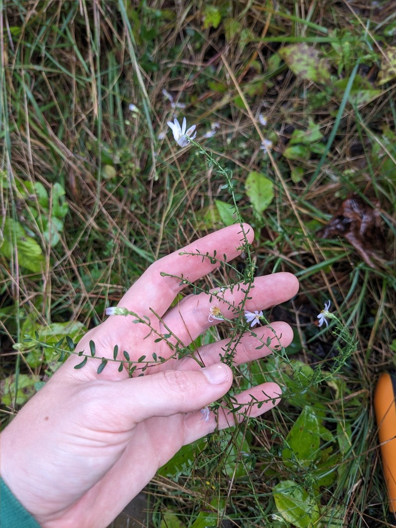 Symphyotrichum dumosum var. dumosum photo 4