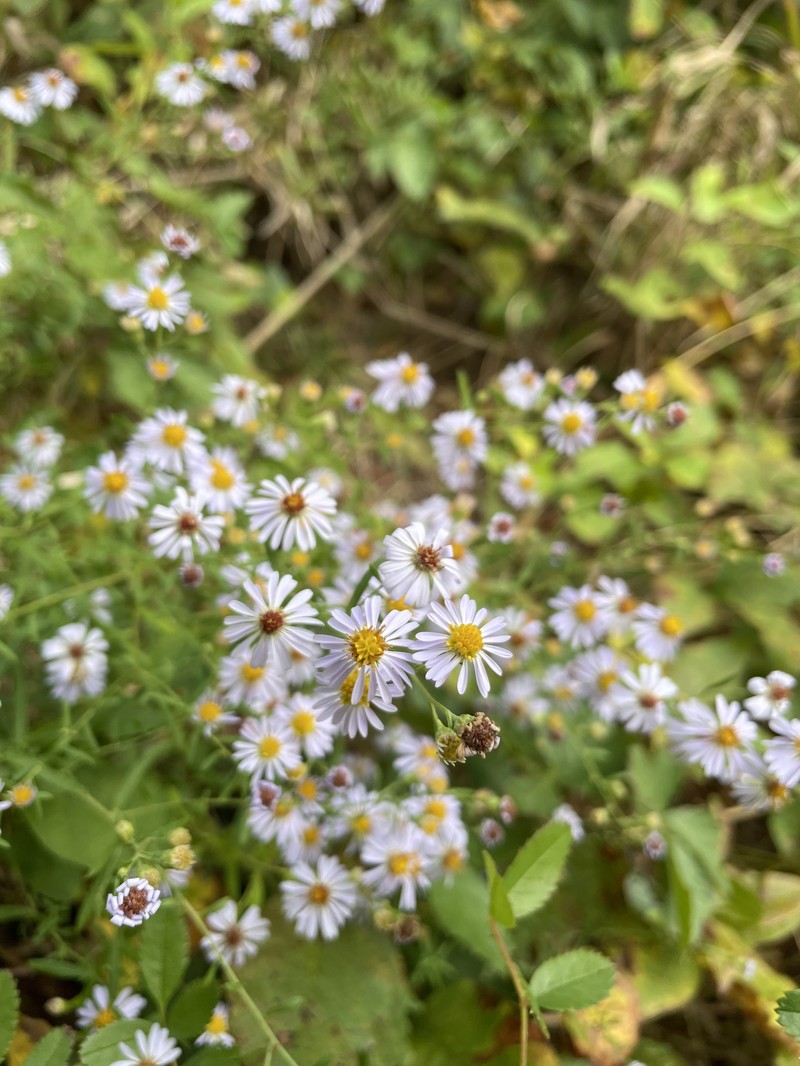 Symphyotrichum dumosum var. dumosum photo 5
