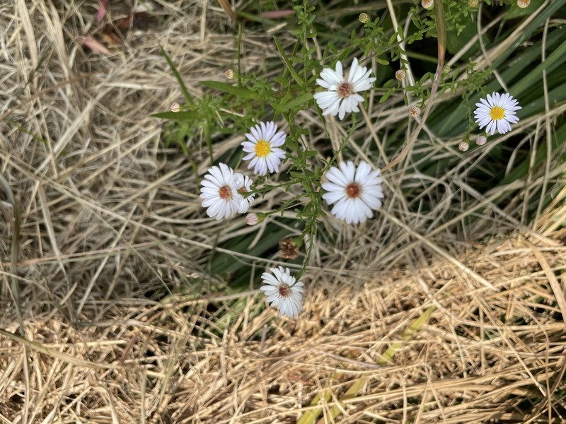 Symphyotrichum dumosum var. dumosum photo 6