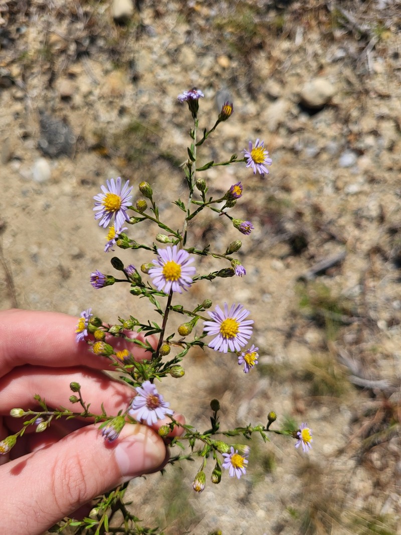 Symphyotrichum dumosum var. dumosum photo 7
