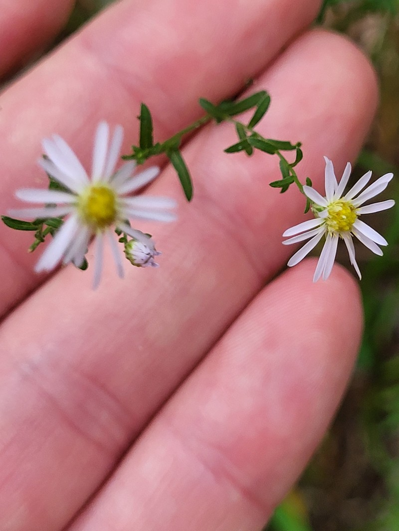 Symphyotrichum dumosum var. dumosum photo 8