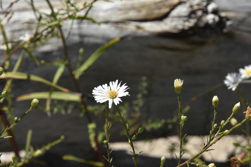 Symphyotrichum dumosum var. strictior