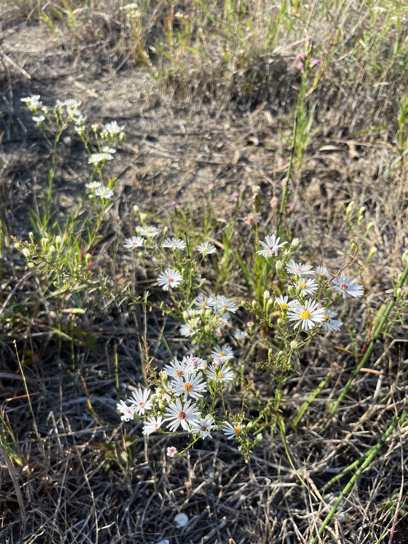 Symphyotrichum dumosum var. strictior photo 2