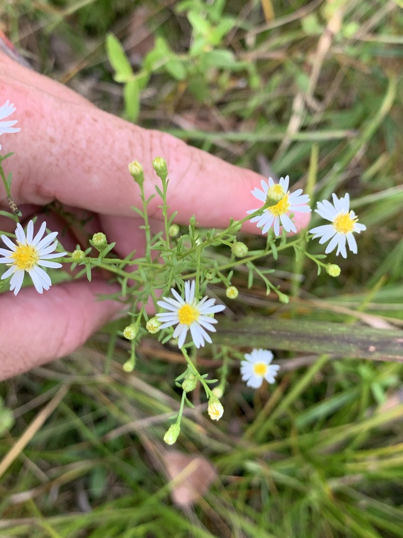 Symphyotrichum dumosum var. strictior photo 3