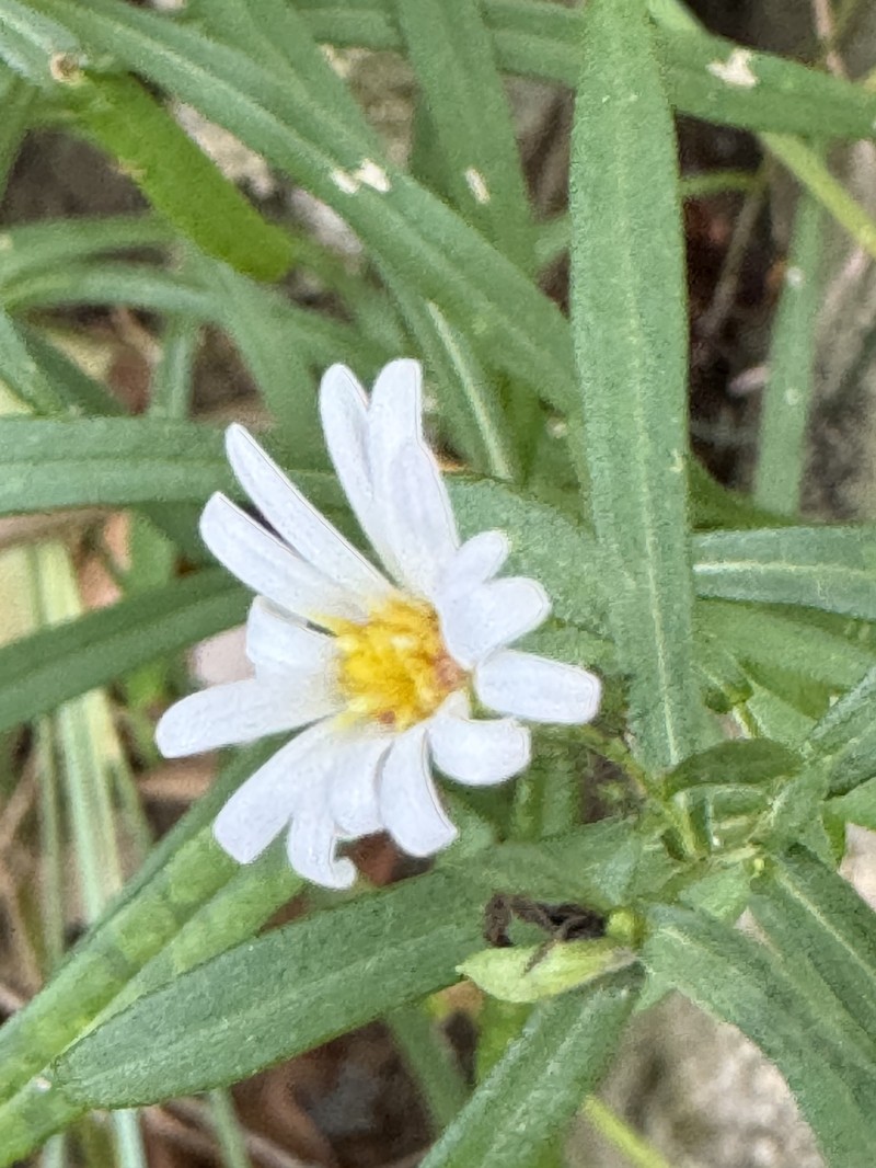Symphyotrichum dumosum var. strictior photo 4