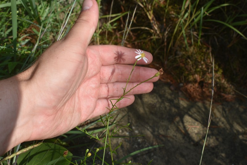Symphyotrichum dumosum var. strictior photo 5