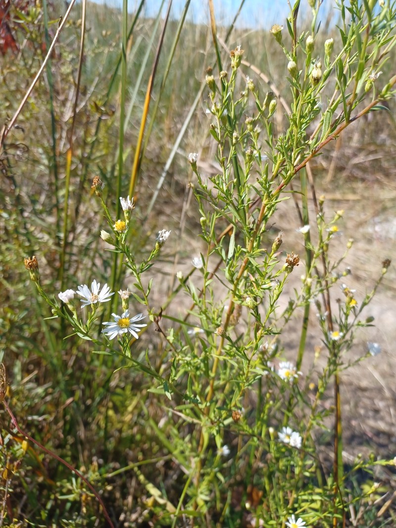 Symphyotrichum dumosum var. strictior photo 6