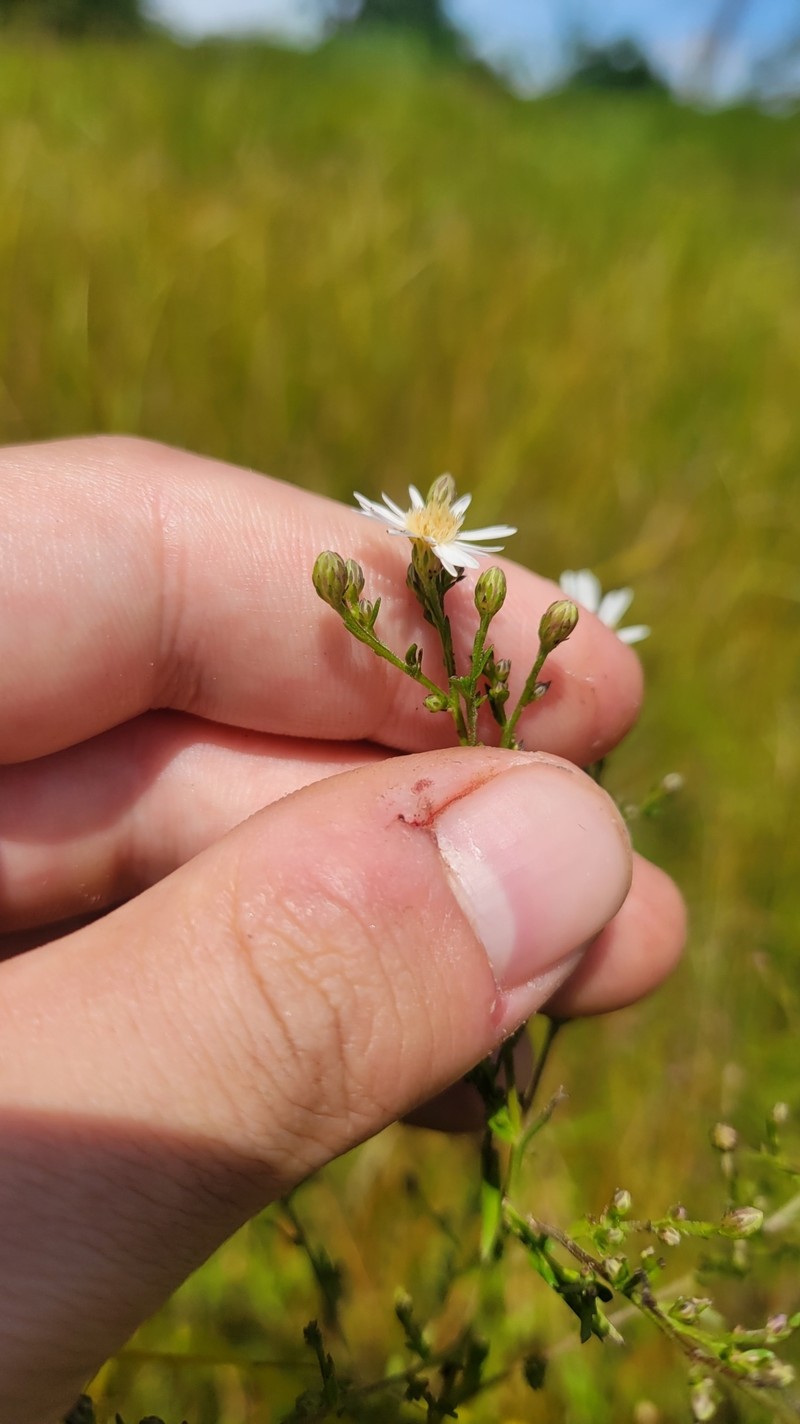 Symphyotrichum dumosum var. strictior photo 7