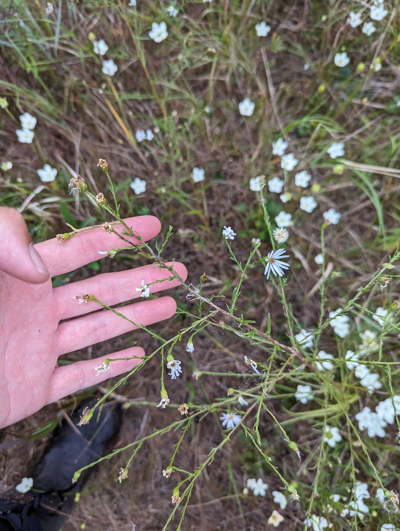 Symphyotrichum dumosum var. strictior photo 8