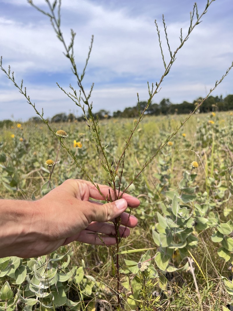 Symphyotrichum dumosum var. subulifolium photo 2