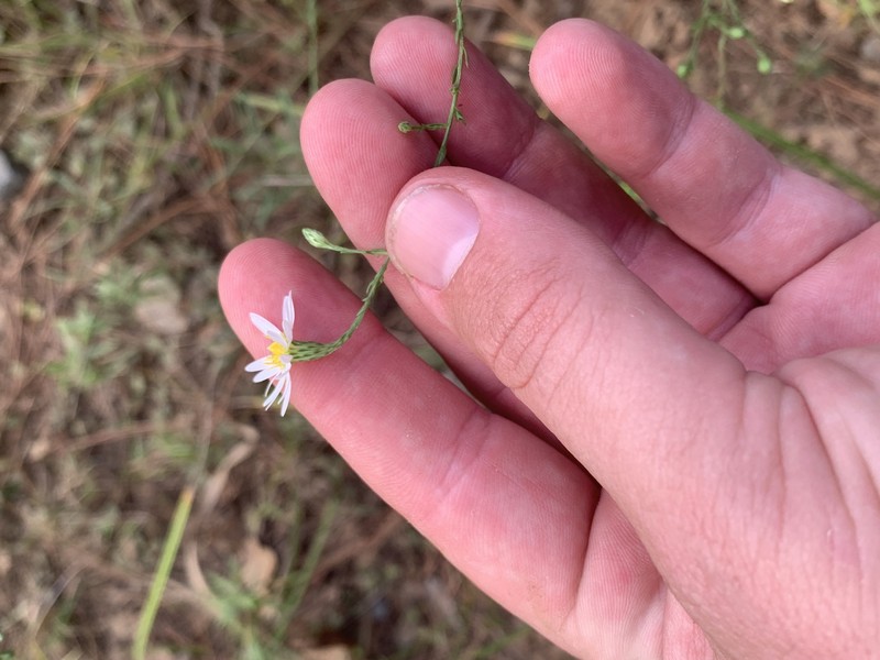 Symphyotrichum dumosum var. subulifolium photo 3