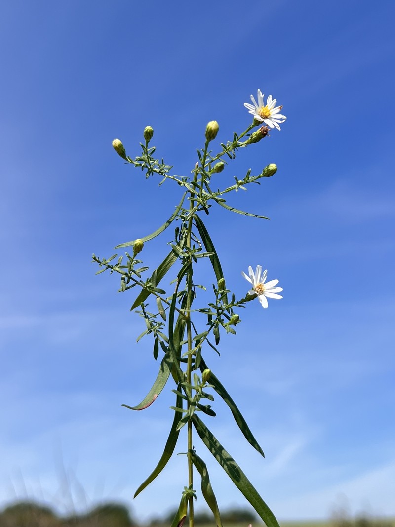Symphyotrichum dumosum var. subulifolium photo 4