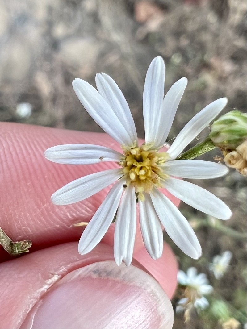 Symphyotrichum dumosum var. subulifolium photo 5