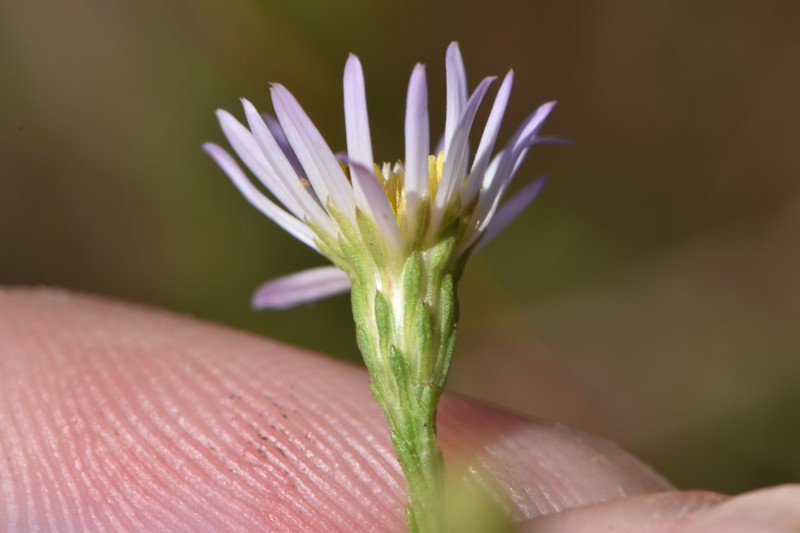 Symphyotrichum dumosum var. subulifolium photo 6