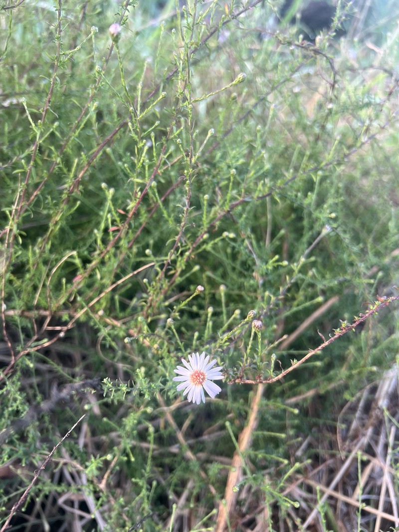 Symphyotrichum dumosum var. subulifolium photo 7
