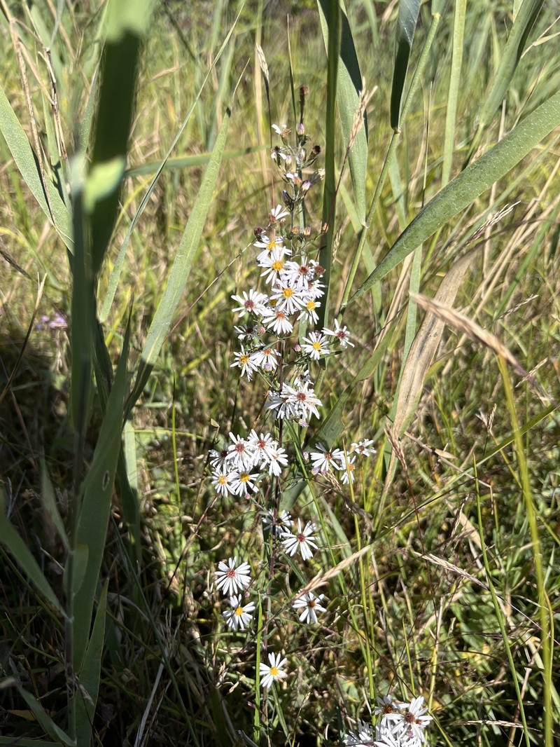 Symphyotrichum dumosum var. subulifolium photo 8