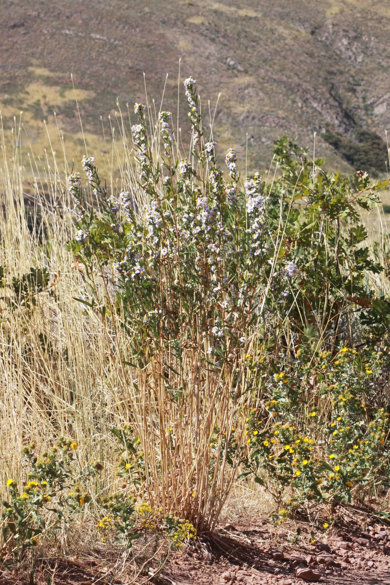 Eaton's Aster photo 2