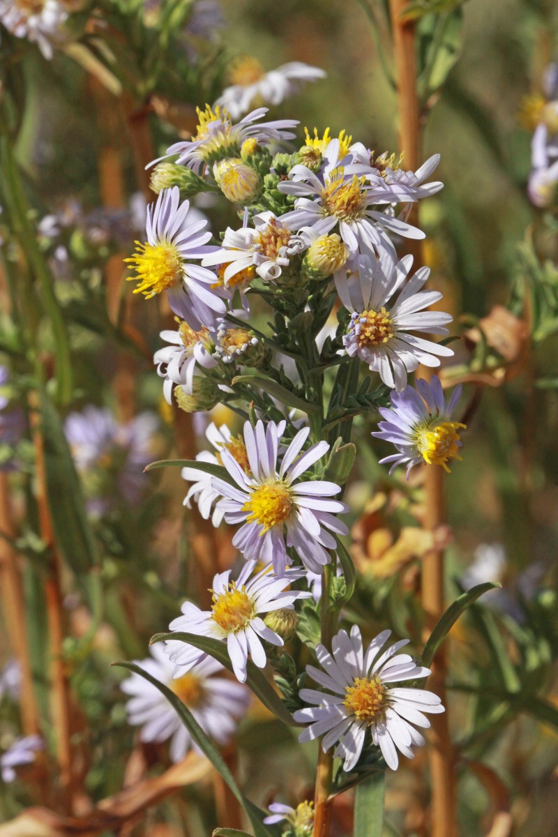 Eaton's Aster photo 3