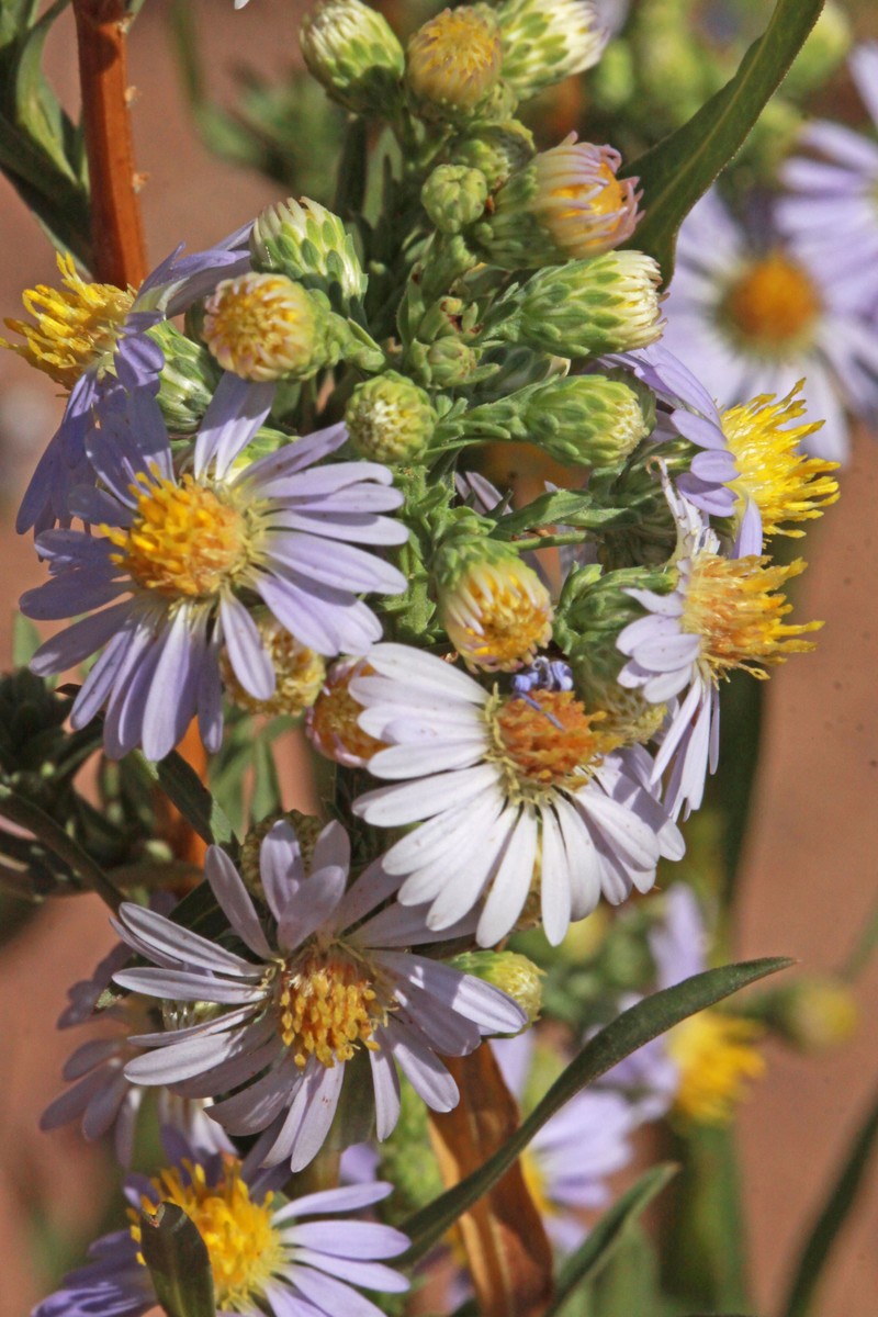 Eaton's Aster photo 4