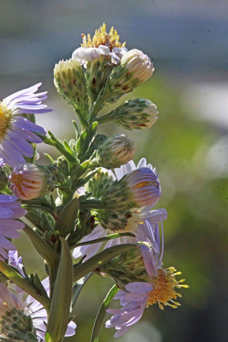 Eaton's Aster photo 5