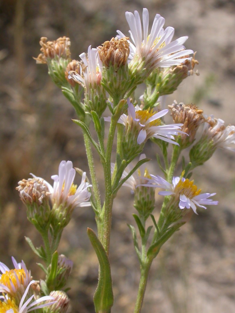 Eaton's Aster photo 6