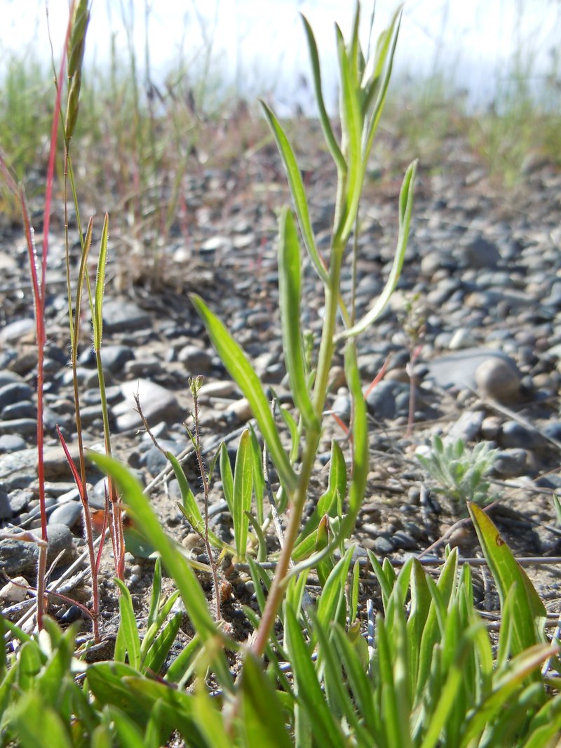 Eaton's Aster photo 7