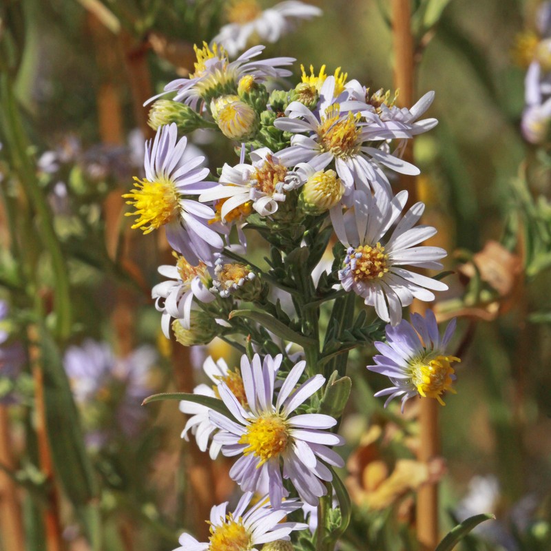 Eaton's Aster