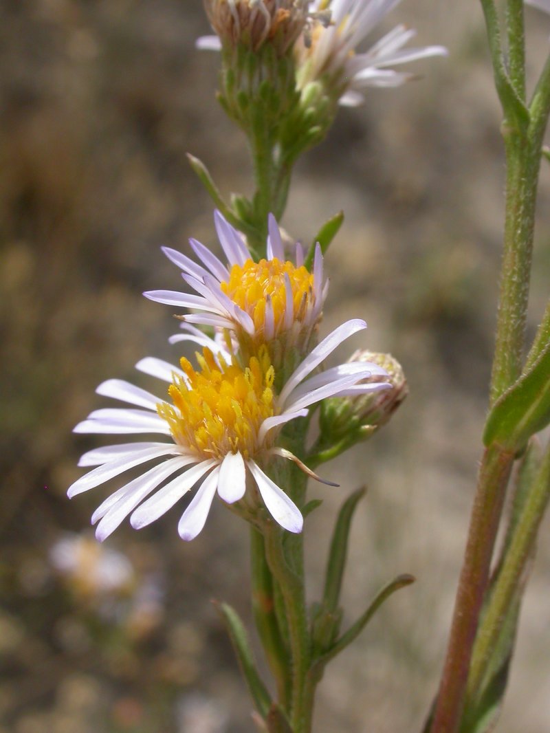 Eaton's Aster photo 8