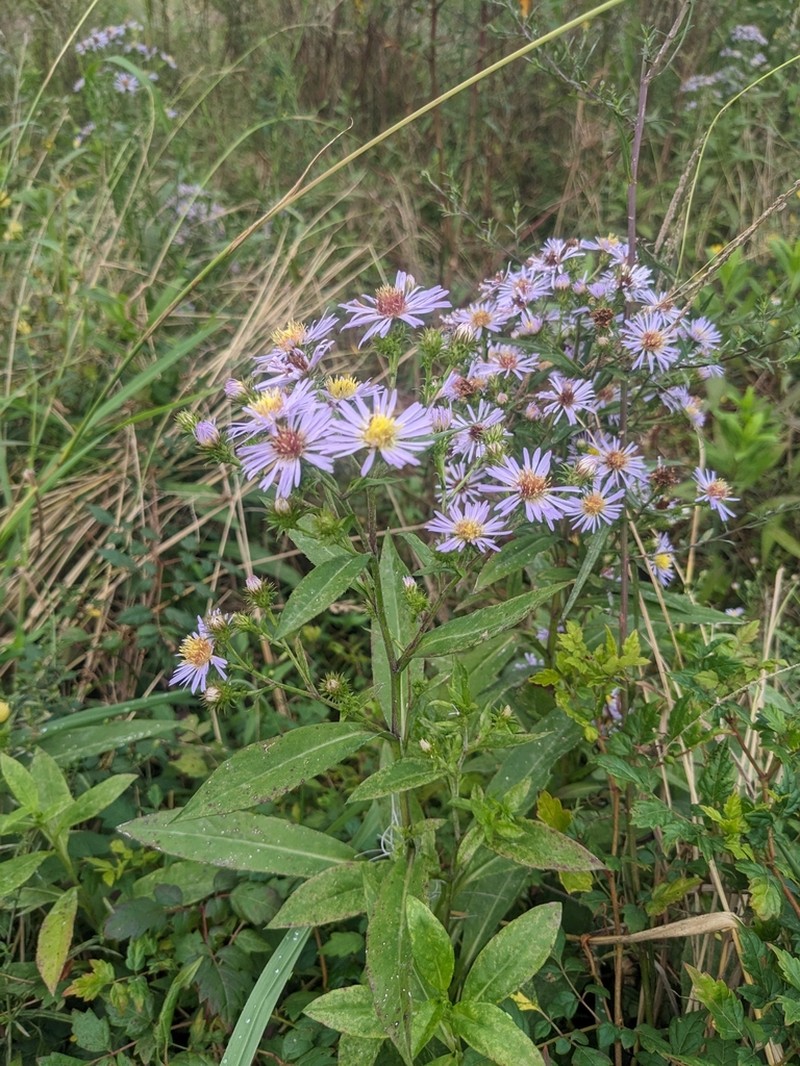 Marsh American-Aster photo 4