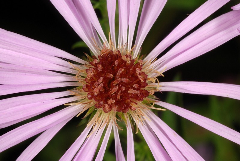 Marsh American-Aster photo 5