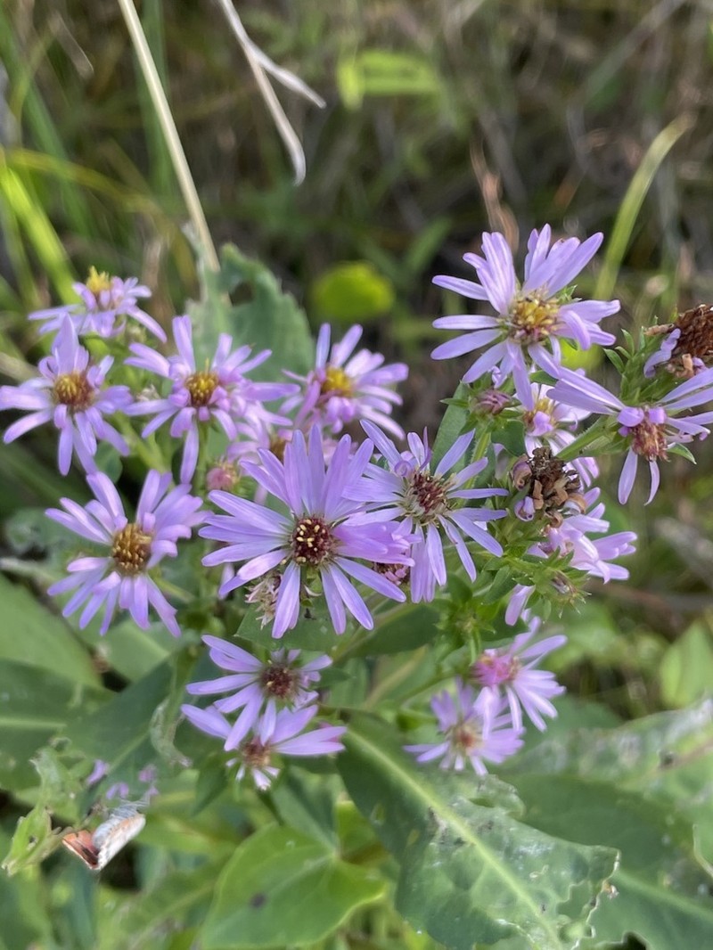 Marsh American-Aster photo 6