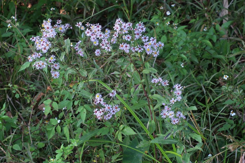 Marsh American-Aster photo 7