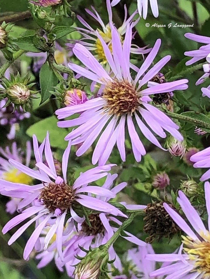 Marsh American-Aster photo 8