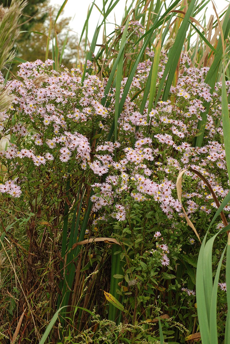 Marsh American-Aster photo 5