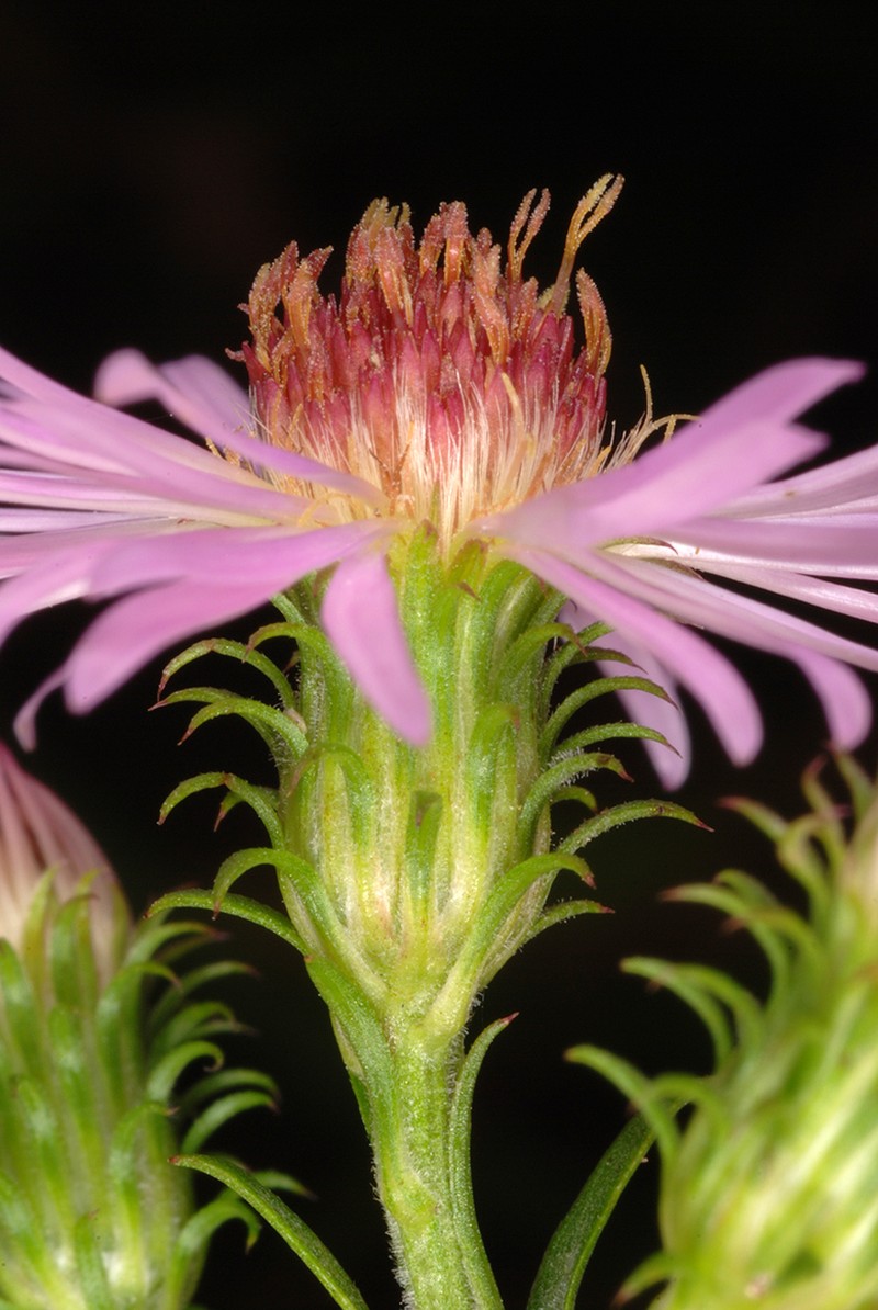 Marsh American-Aster photo 6